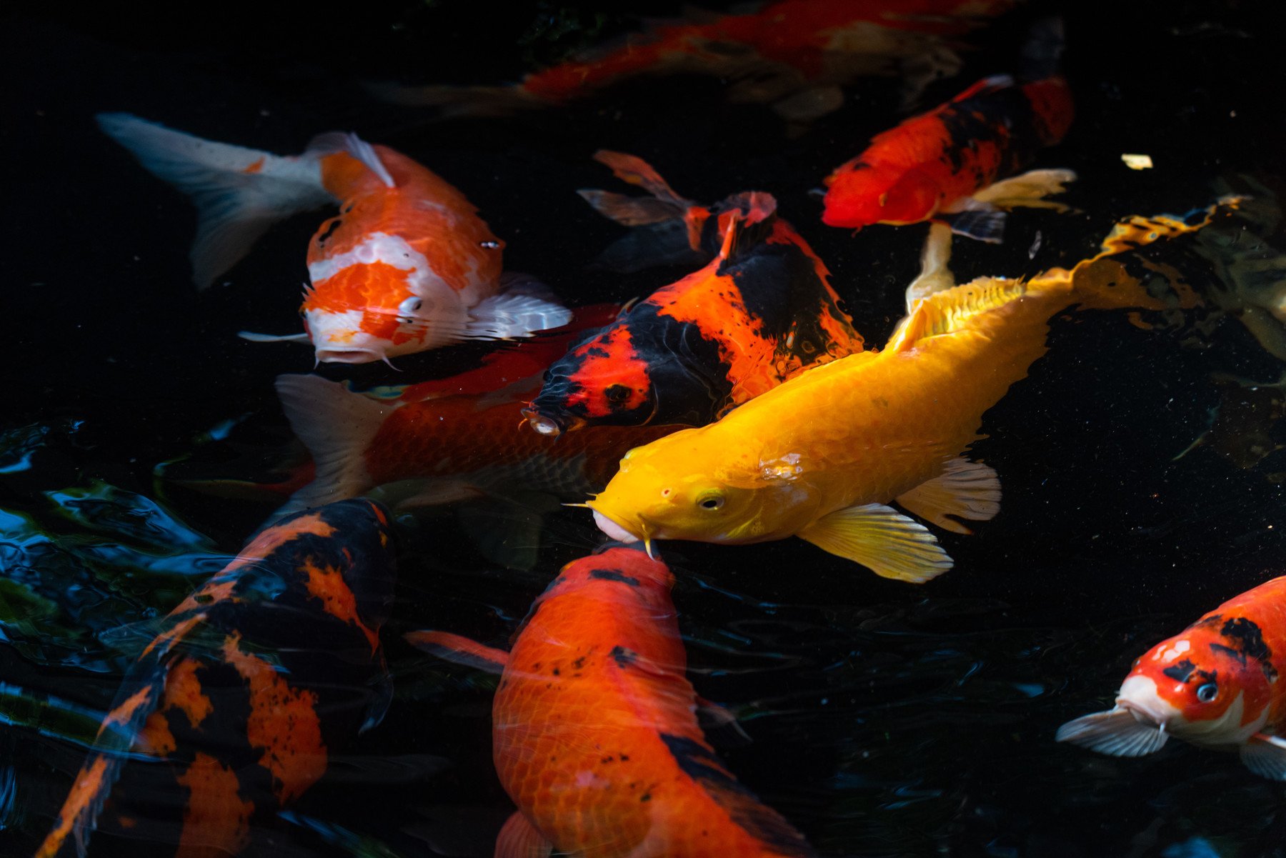 General Koi Fish Care