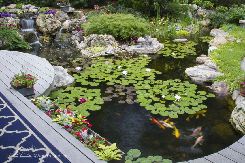 Building A Koi Pond