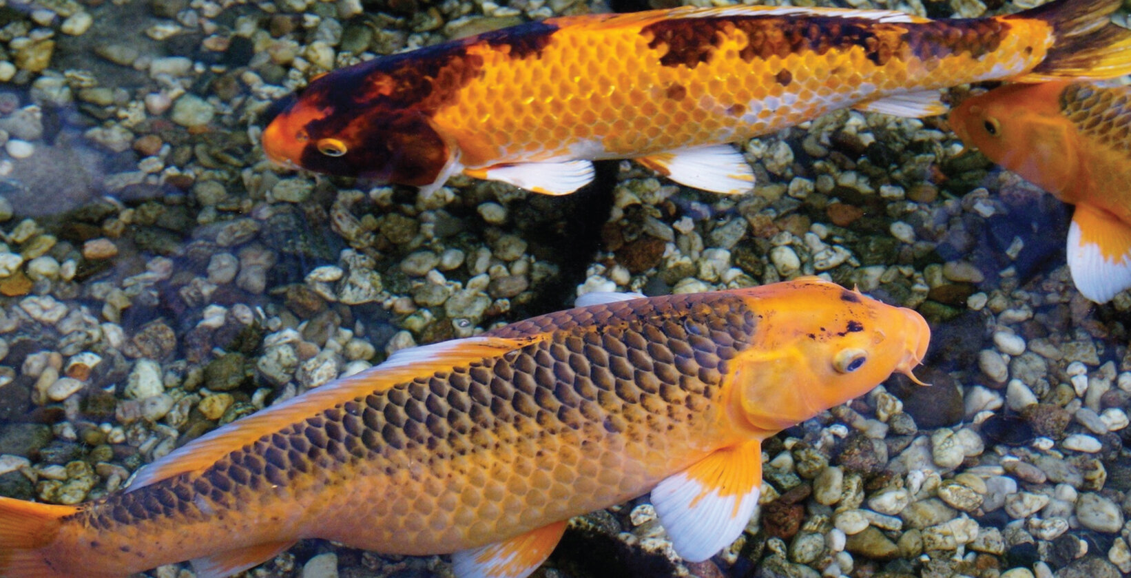 Common Koi Illness